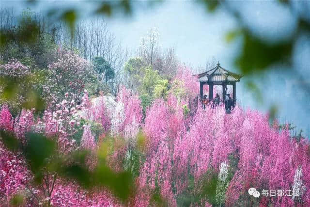 都江堰乡村旅游网红打卡地，这个春节不要错过~