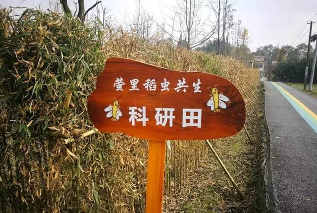 都江堰乡村旅游网红打卡地，这个春节不要错过~