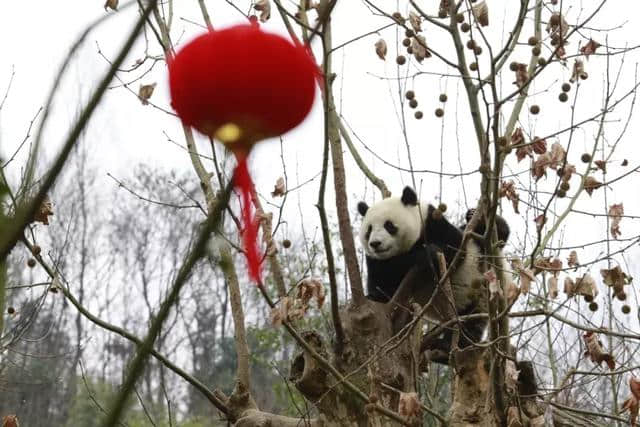 都江堰乡村旅游网红打卡地，这个春节不要错过~