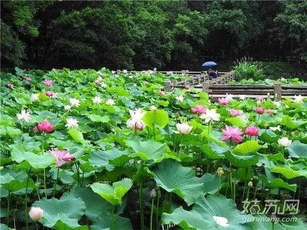 苏州赏荷地图！今年夏天的美都被这20个地方承包了