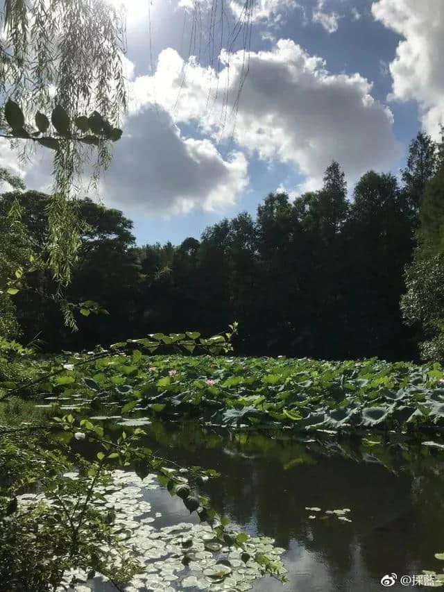 苏州赏荷地图！今年夏天的美都被这20个地方承包了