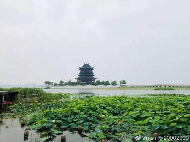 苏州赏荷地图！今年夏天的美都被这20个地方承包了