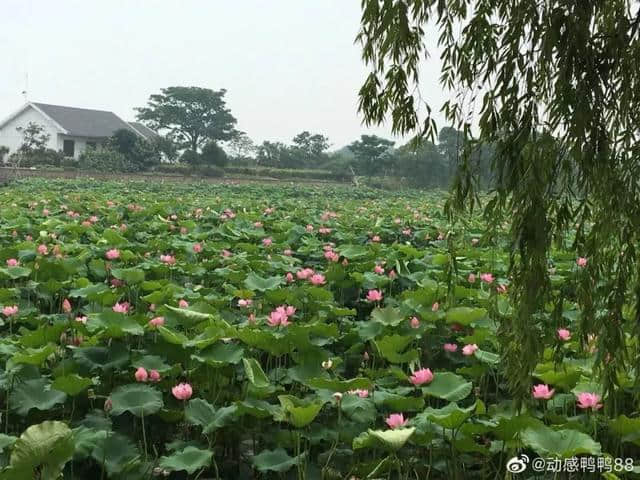 苏州赏荷地图！今年夏天的美都被这20个地方承包了