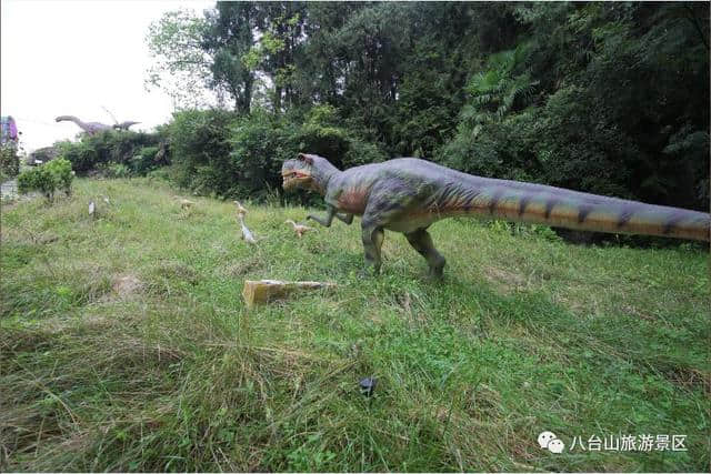 八台山迎来迷彩研学团，参观大巴山地质博物馆！