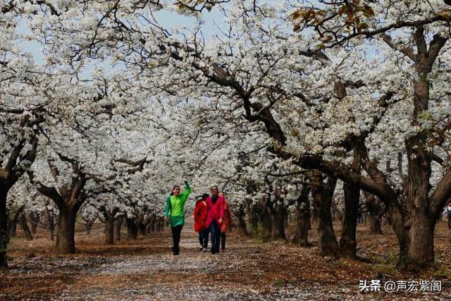 清明赏花正当时，万顷梨花香雪海，赵县第十九届梨花节等你来玩