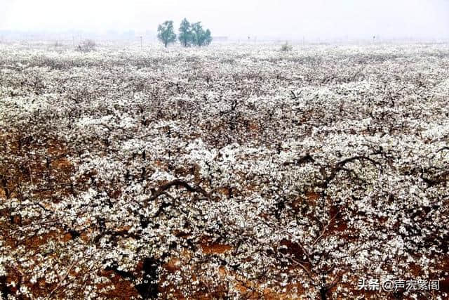 清明赏花正当时，万顷梨花香雪海，赵县第十九届梨花节等你来玩