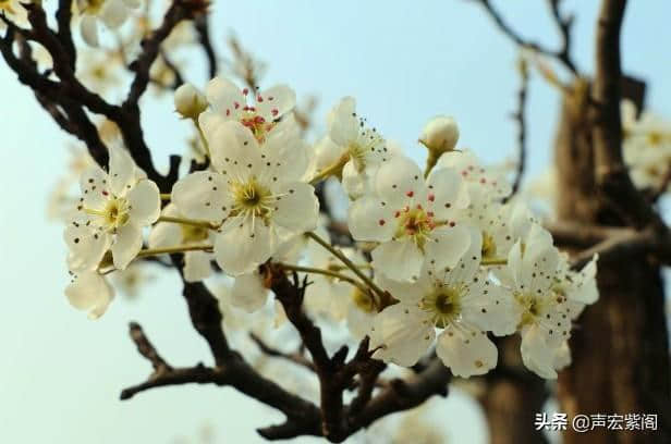 清明赏花正当时，万顷梨花香雪海，赵县第十九届梨花节等你来玩