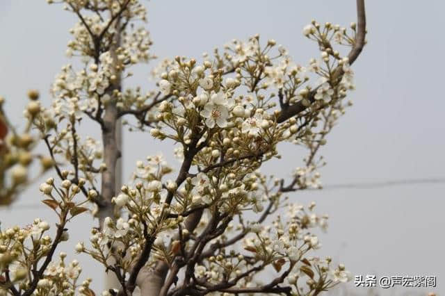 清明赏花正当时，万顷梨花香雪海，赵县第十九届梨花节等你来玩