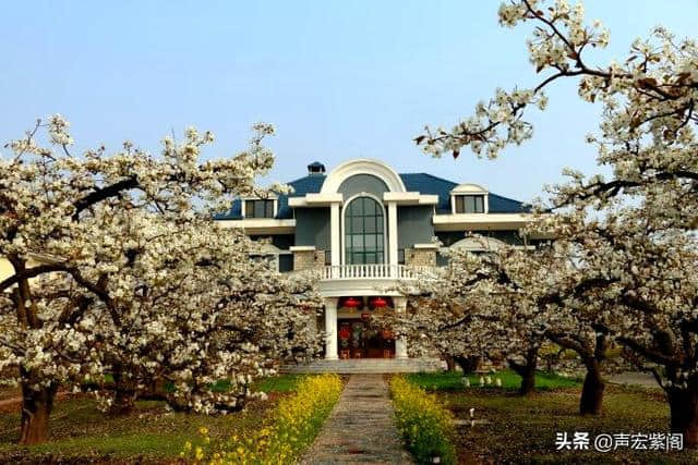 清明赏花正当时，万顷梨花香雪海，赵县第十九届梨花节等你来玩