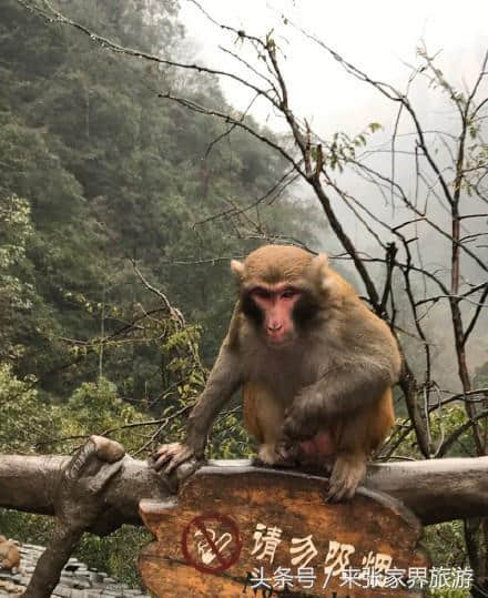 张家界四日游简短介绍