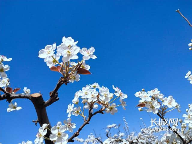 赵县第十九届梨花节开幕 在美好的春天写下一点诗意