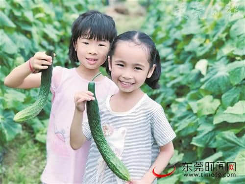 东莞乡村旅游候选地 带上家人回归田园生活