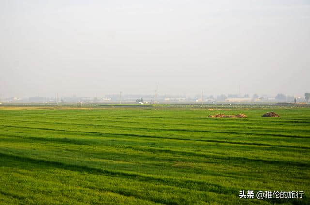 旅行河北，想不到从新乐到赵县的路上，藏着大面积的“草原”