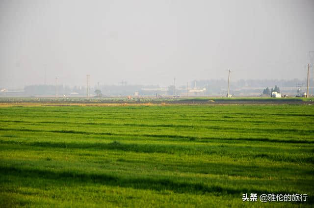 旅行河北，想不到从新乐到赵县的路上，藏着大面积的“草原”