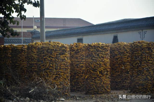 旅行河北，想不到从新乐到赵县的路上，藏着大面积的“草原”