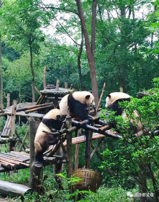 国庆｜都江堰旅游“最好玩”