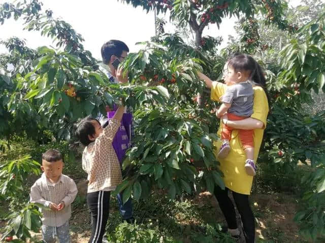 樱桃熟了！收下这份长清樱桃采摘地图，一起品尝初夏的甜蜜味道！