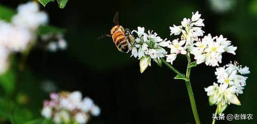 2019五一旅游目的地攻略之跟着蜜蜂去旅行！