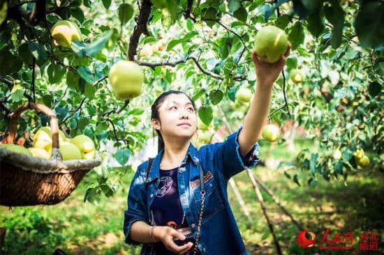 河北赵县万亩雪花梨喜丰收 果香四溢迎游客