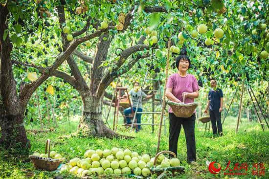 河北赵县万亩雪花梨喜丰收 果香四溢迎游客