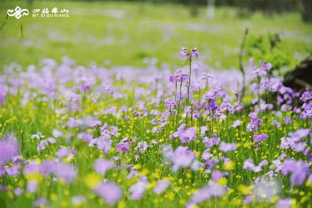 「徒步四姑娘山」一场漫步天堂的旅行