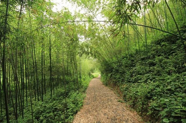 阳春三月，春暖花开，莫干踏青正当时