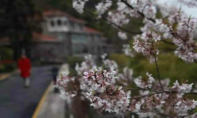 阳春三月，春暖花开，莫干踏青正当时