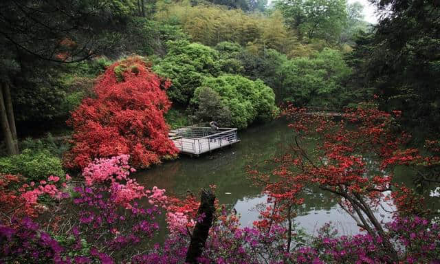 阳春三月，春暖花开，莫干踏青正当时