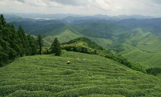 阳春三月，春暖花开，莫干踏青正当时