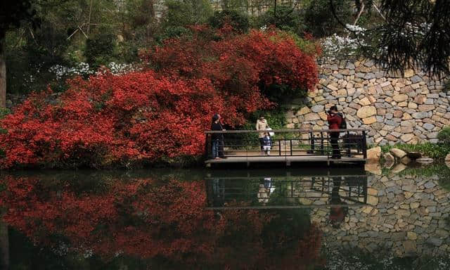 阳春三月，春暖花开，莫干踏青正当时