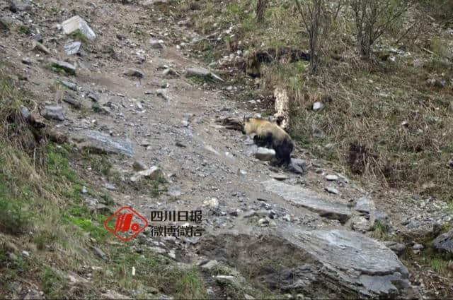 震后一年的九寨沟，更加美丽了！