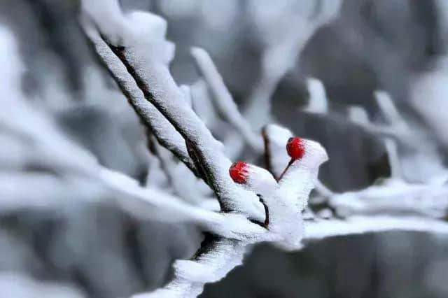 雾凇下的黄山，童话照进现实