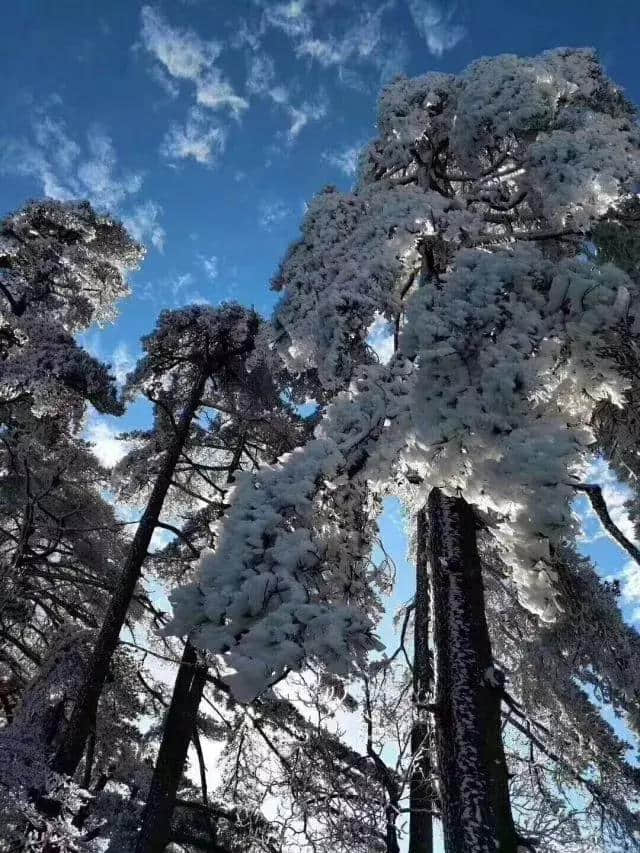 雾凇下的黄山，童话照进现实