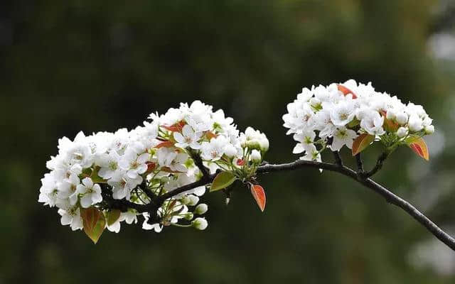 人间三月芳菲•黄河边踏青赏花——黄沁文化旅游节等你来“撩”