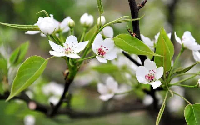 人间三月芳菲•黄河边踏青赏花——黄沁文化旅游节等你来“撩”