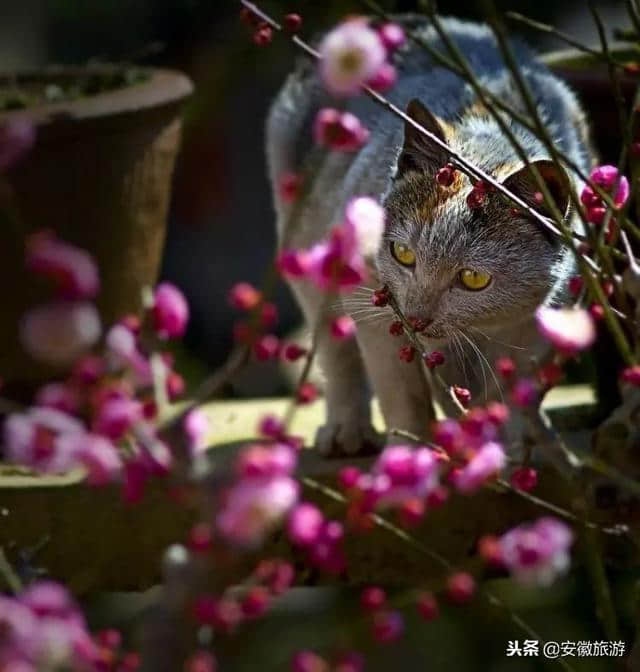 黄山这么多地方入选最美乡村旅游路线，周末送你去打卡~