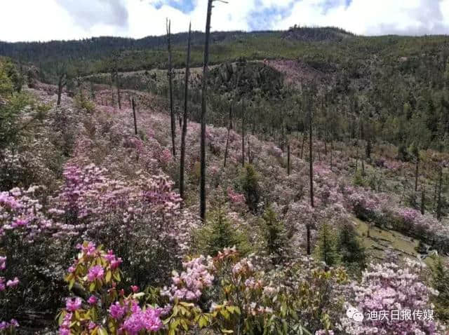 诗画般的美景，迪庆州推出四季旅游路线，约吧！