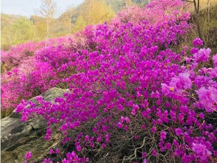 五一去哪玩！去北京密云石城游浪漫桃花源，看漫山杜鹃花，画有趣石头画！