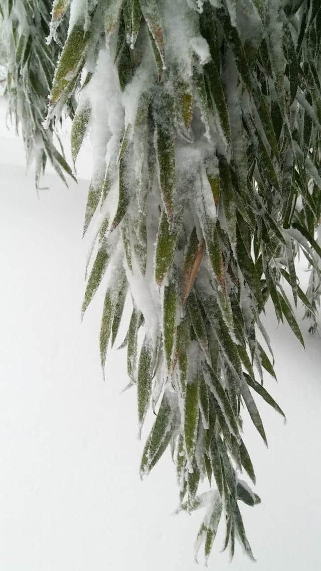 前方高能，一大波雪景来势汹汹......