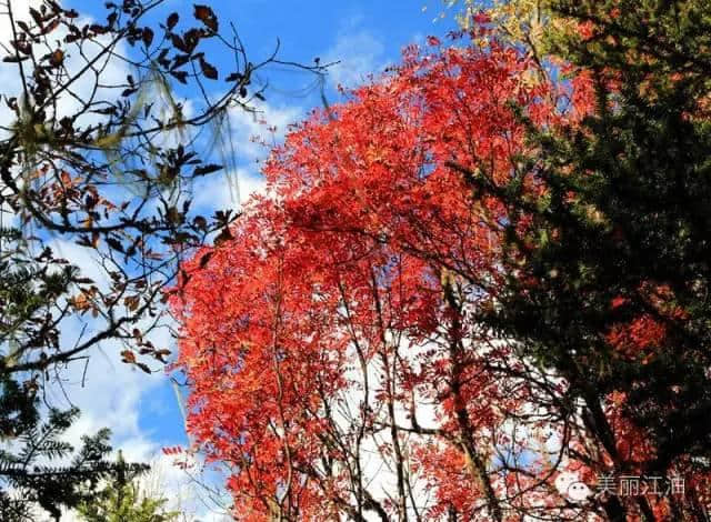 江油第五届乡村文化旅游节已经正式启动，从春天耍到秋天的极致体验！