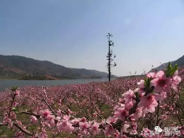 夏季旅游攻略：山东德州，这里不仅有美丽的景点，还有这三大特产