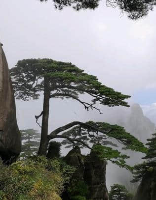 黄山持股游客免门票，一时人满为患，进去才知：羊毛出在羊身上