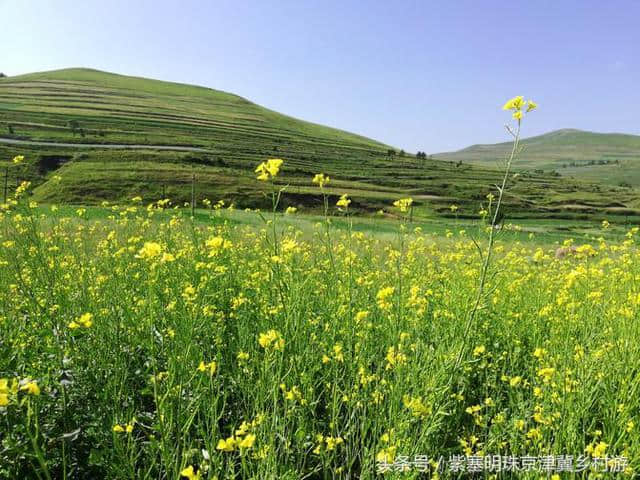 「紫塞明珠」旅游攻略｜张北草原天路，你想不到的土豆花……