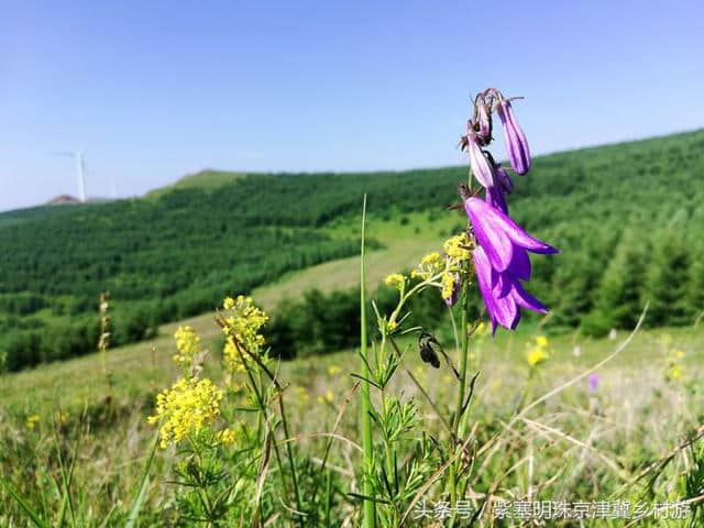 「紫塞明珠」旅游攻略｜张北草原天路，你想不到的土豆花……