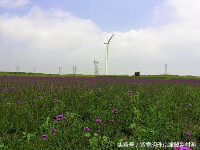 「紫塞明珠」旅游攻略｜张北草原天路，你想不到的土豆花……