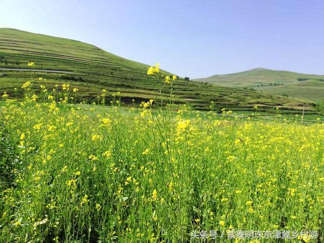 「紫塞明珠」旅游攻略｜张北草原天路，你想不到的土豆花……