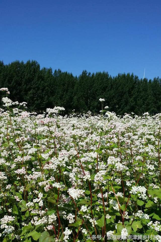 「紫塞明珠」旅游攻略｜张北草原天路，你想不到的土豆花……