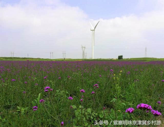 「紫塞明珠」旅游攻略｜张北草原天路，你想不到的土豆花……