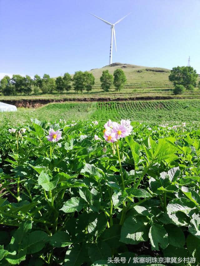 「紫塞明珠」旅游攻略｜张北草原天路，你想不到的土豆花……