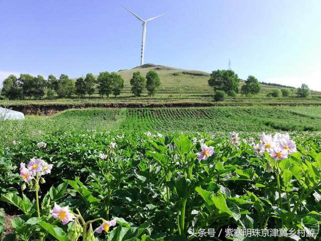 「紫塞明珠」旅游攻略｜张北草原天路，你想不到的土豆花……